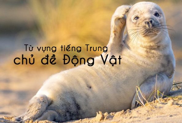 Từ vựng tiếng Trung chủ đề động vật